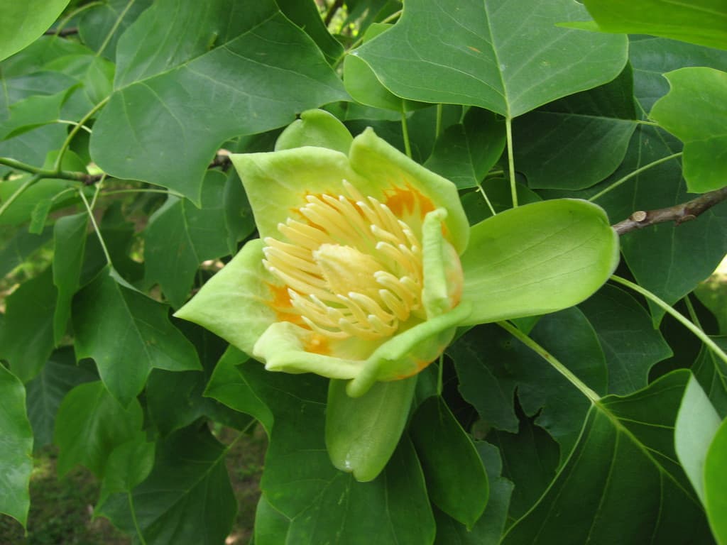 Galeriefoto 32 – Kleingartenverein Schorndorf