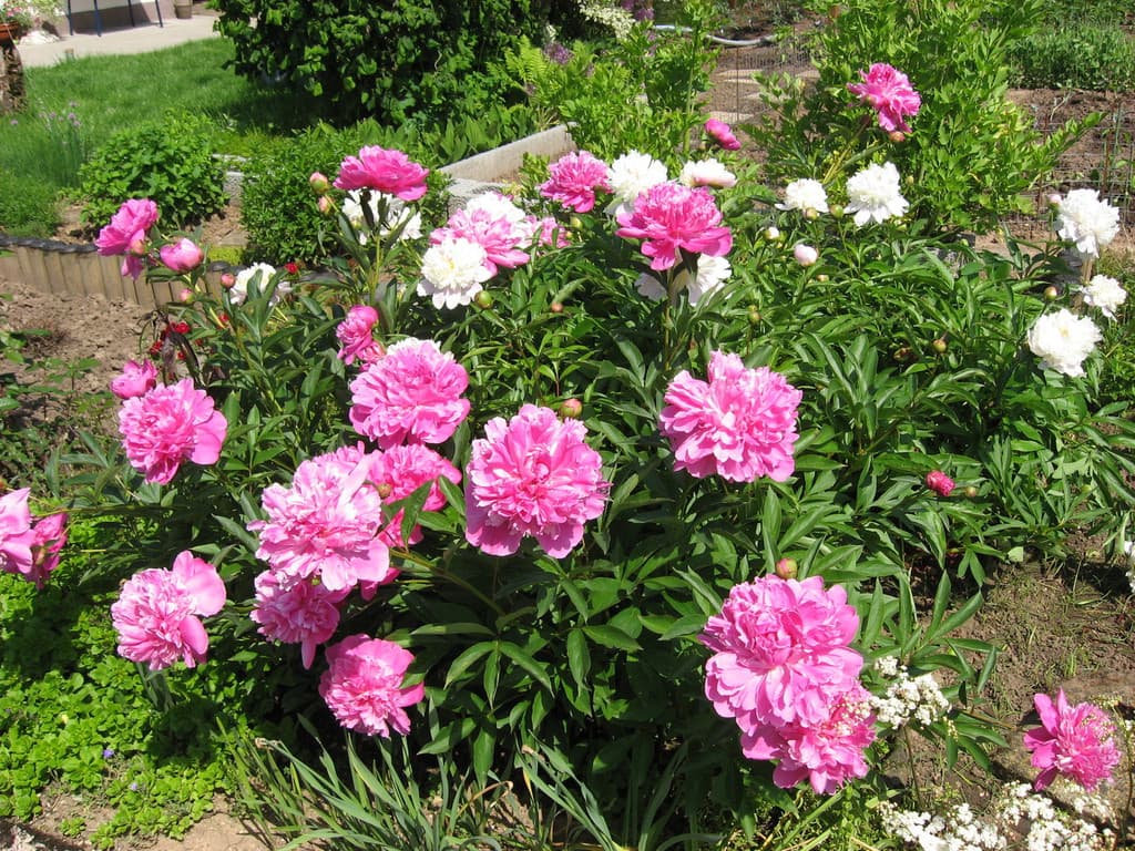 Galeriefoto 34 – Kleingartenverein Schorndorf