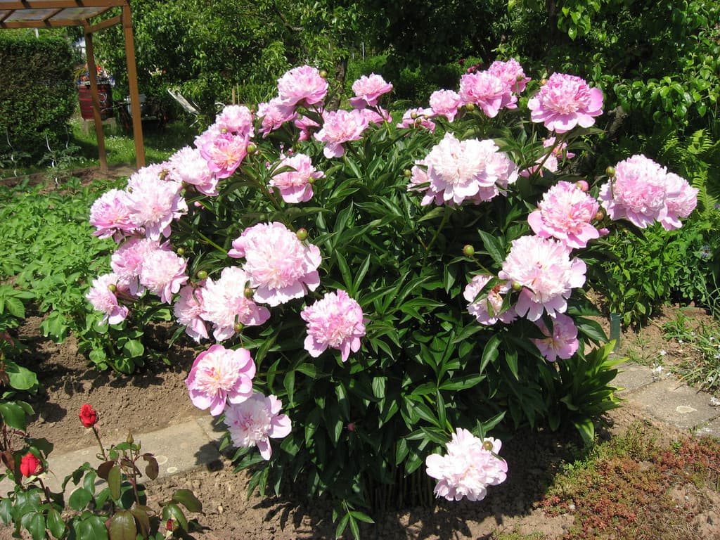 Galeriefoto 36 – Kleingartenverein Schorndorf