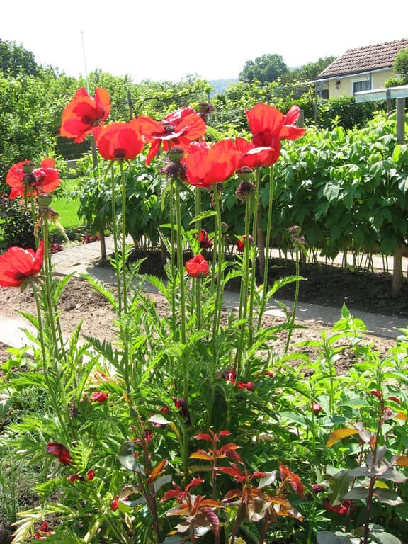 Galeriefoto 37 – Kleingartenverein Schorndorf