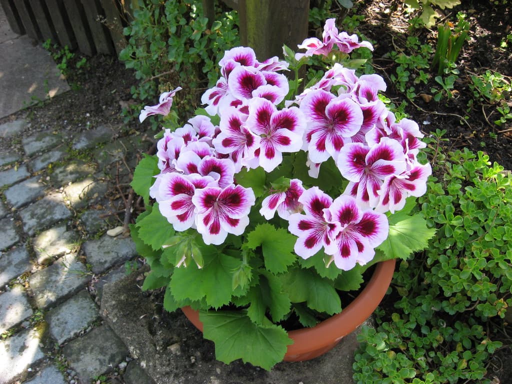 Galeriefoto 38 – Kleingartenverein Schorndorf