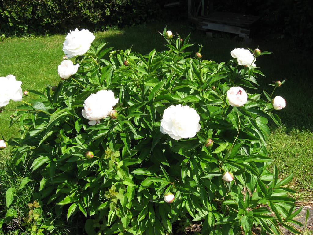 Galeriefoto 39 – Kleingartenverein Schorndorf