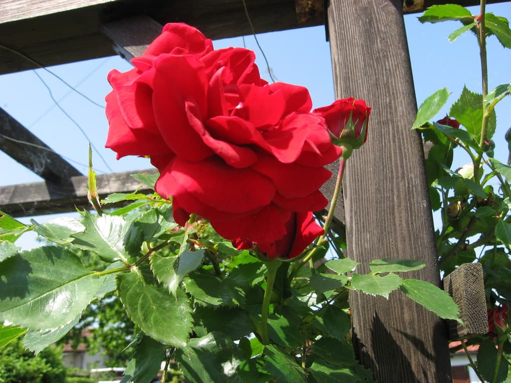 Galeriefoto 42 – Kleingartenverein Schorndorf