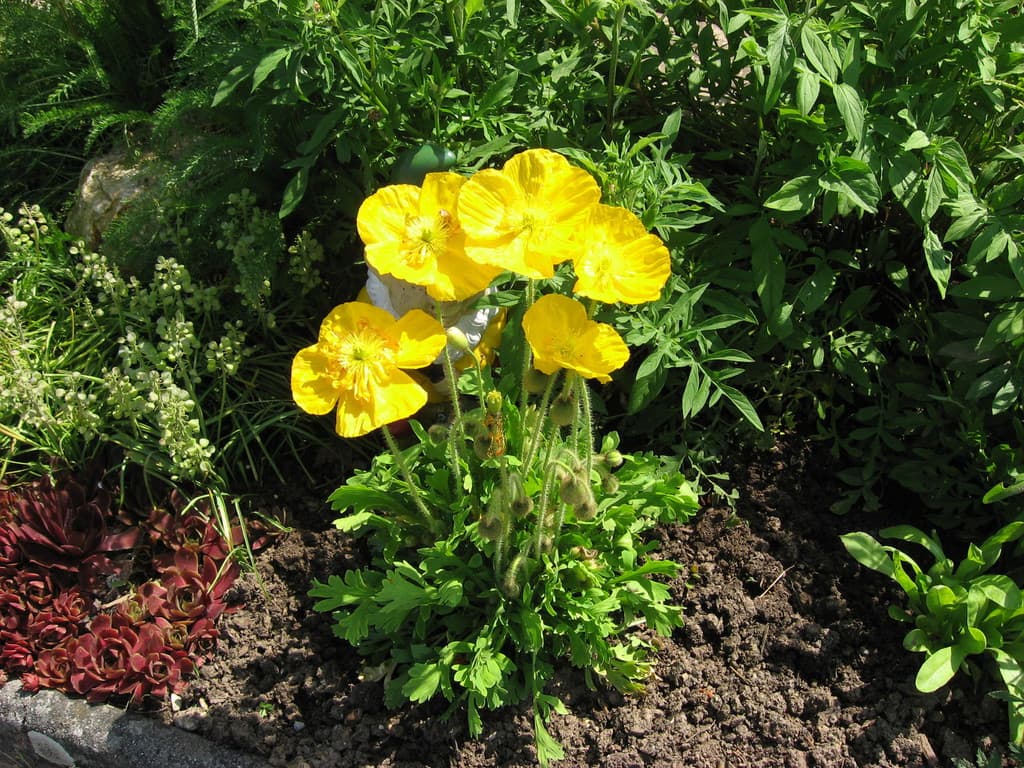 Galeriefoto 43 – Kleingartenverein Schorndorf