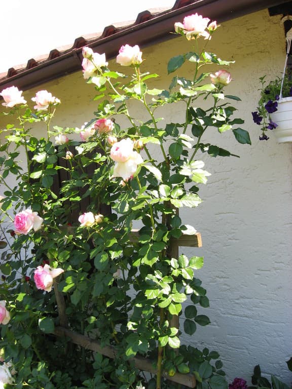 Galeriefoto 60 – Kleingartenverein Schorndorf