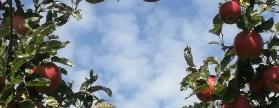 Gartenanlage Kleingartenverein Schorndorf – Luftaufnahme